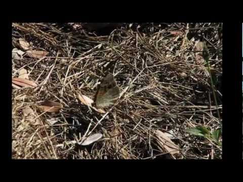 Meadow Argus Butterfly Closeup
