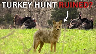 Turkey Hunt ALMOST Ruined by a Coyote! (INSANE Encounter)