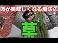 肉を美味しくしてダイエット効果もある魔法の草を買ってみたら衝撃的すぎた!!