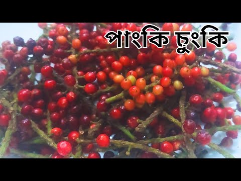 পাংকি চুংকি ফল/বাংলাদেশী বিলুপ্তপ্রায় ফল/শৈশব স্মৃতিকে মনে করিয়ে দিবে এই ফল/Panki Chunki Fruit.