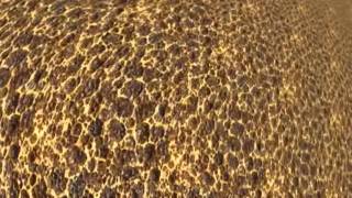 Everyone - Desperation Band