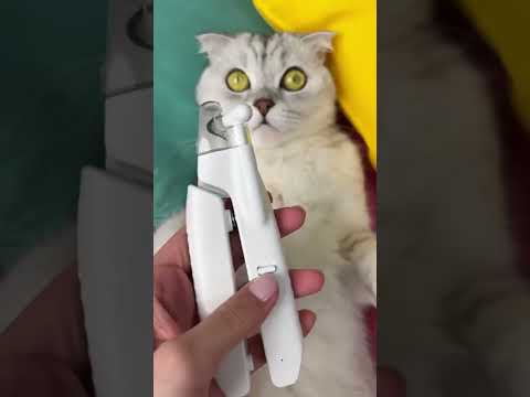 How to cut your Cat’s Nails