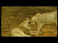 Discover The Wild Beauty Of Gir National Park Gujarat Tourism With Amitabh Bachchan