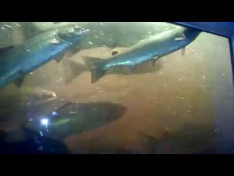 Merikosken kalatien tarkkailuhuone 14.8.2015