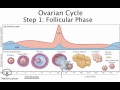 Chapter 28   The Ovarian Cycle Summary and Follicular Phase