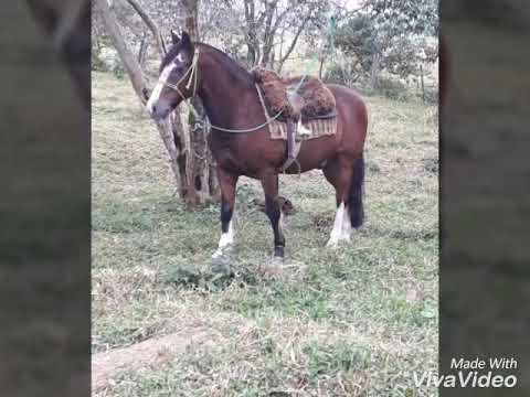 GUAPURUMA ALOPRADOS 20 anos de idade esbanjando saude