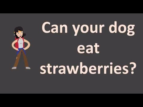 download lagu mp3 mp4 Are Strawberries Healthy For Dogs, download lagu Are Strawberries Healthy For Dogs gratis, unduh video klip Are Strawberries Healthy For Dogs