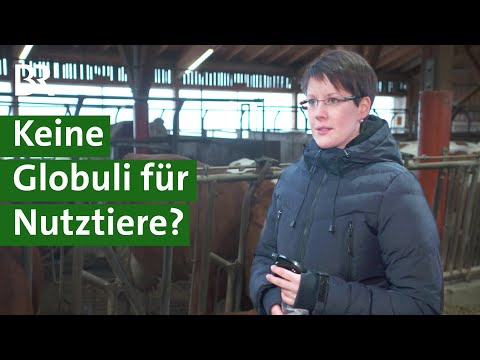 Homöopathie im Kuhstall: Stärkere Regulierung von Globuli für Nutztiere | Unser Land | BR