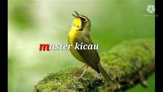 Download lagu masteran suara burung kecil tembakan tajam jernih dengan jeda, cocok sekali buat masteran mp3 Download lagu masteran suara burung kecil tembakan tajam jernih dengan jeda, cocok sekali buat masteran mp3