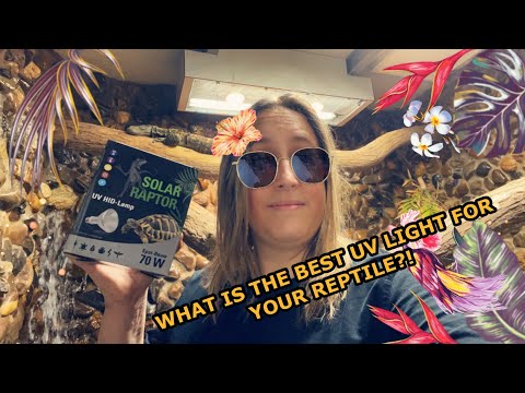 What is the best UV light for your reptile?