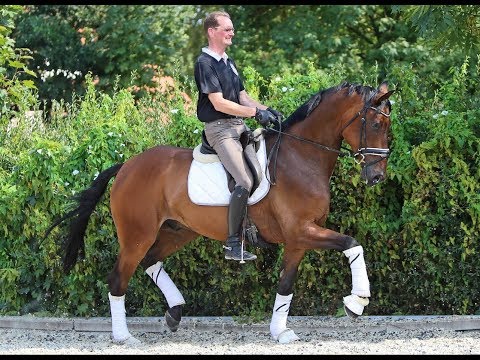Gelding by Bretton Woods x Warkant, *2012