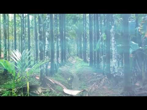 Wonderful healing music to calm the mind, a lot of positive energy,meditate, study,