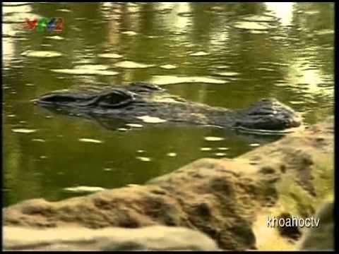 Loài Cá Sấu Ở Ấn Độ