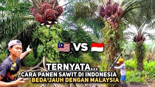 Download lagu Panen Sawit Di Indonesia Ternyata Seperti ini!! Beda Jauh Dengan Cara Panen Kelapa Sawit Di Malaysia mp3