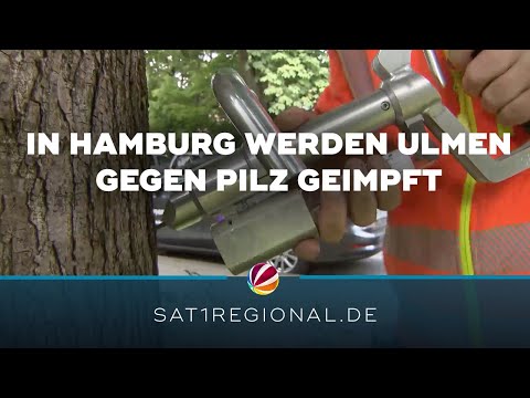 Die Spritze für den Baum: In Hamburg werden Ulmen gegen Pilz geimpft