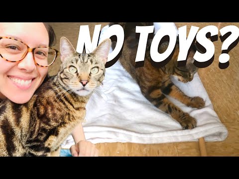 How to play with cats without toys (not your hands)