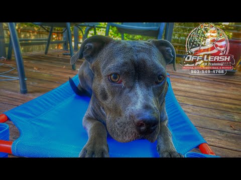 Noni | 11 Month Pit Mix | Best Trained Dogs of OR | Portland Offleash K9 Training