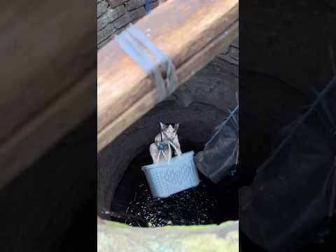 Heart-Stopping Rescue: Cat Saved From Deep Well! 🐱💧 #shorts #catrescue #hero