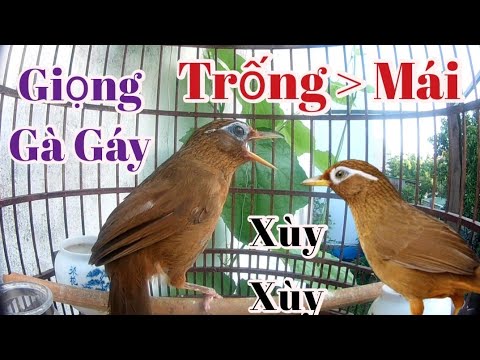 Họa Mi TRỐNG MÁI Hót solo Kích Bổi //Họa Mi Hót với giọng Gà Gáy Độc Lạ kèm tiếng mái xùy kích trống