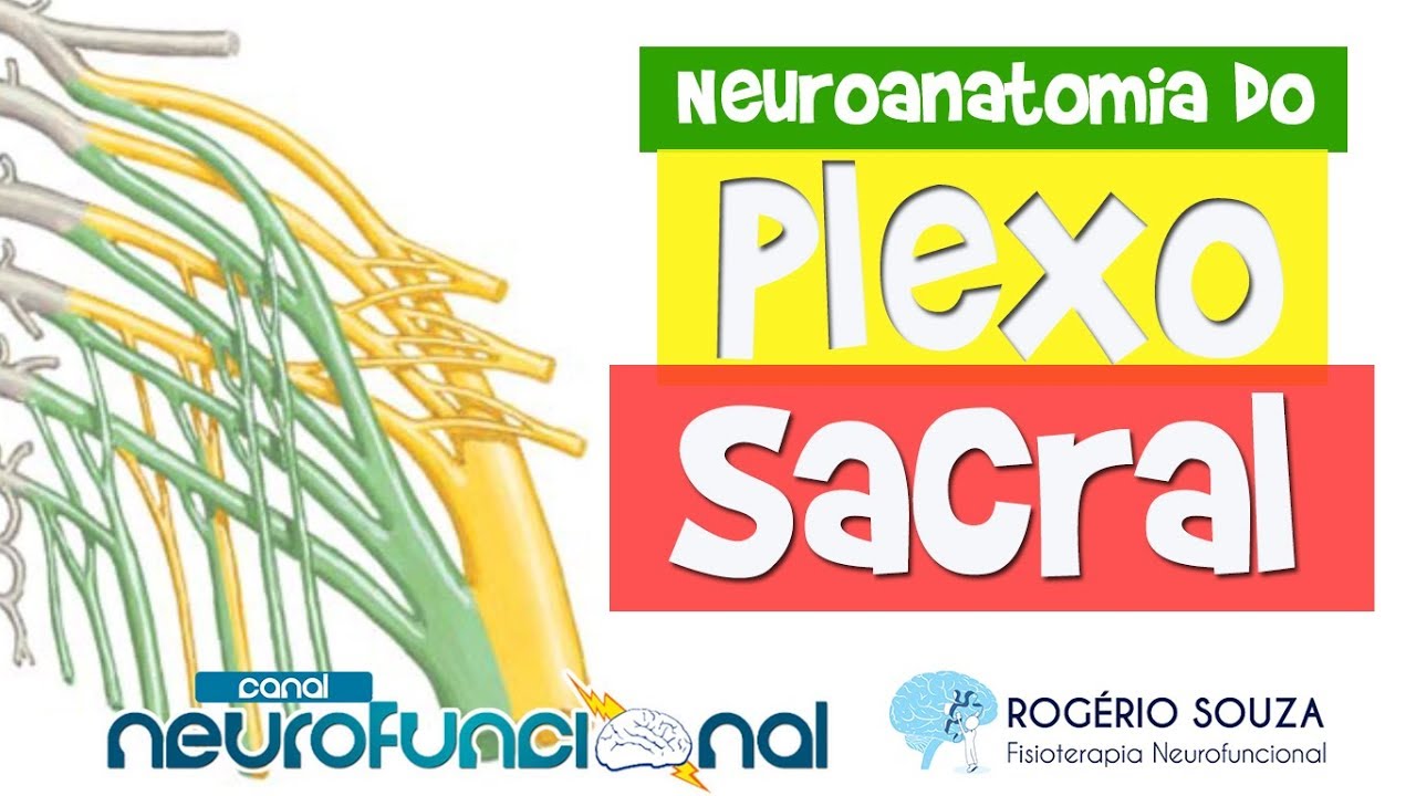 PLEXO SACRAL - Nervos, Inervação Cutânea e Muscular