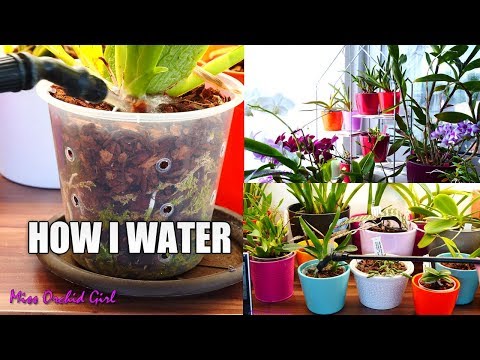 How I water my 400+ Orchids! - Setup and technique explained
