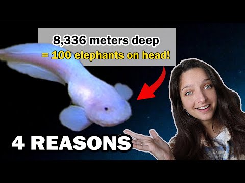 How can deep-sea fish survive the pressure?