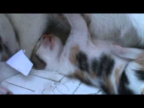 Two Cats are in garbage part 2