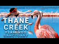 FLAMINGO Safari Airoli Thane Creek Flamingo Sanctuary Boat Safari Things To Do In Mumbai
