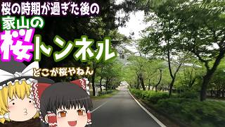 【ゆっくりドライブ】桜の季節が過ぎた後に桜トンネルいってみた