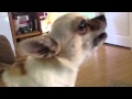 Chihuahuas Howling