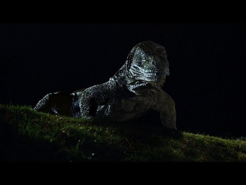 Komodo (1999) Full Movie