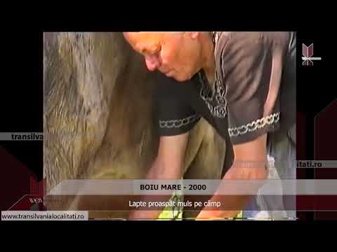BOIU MARE-MM (2000) - Lapte proaspăt muls pe câmp