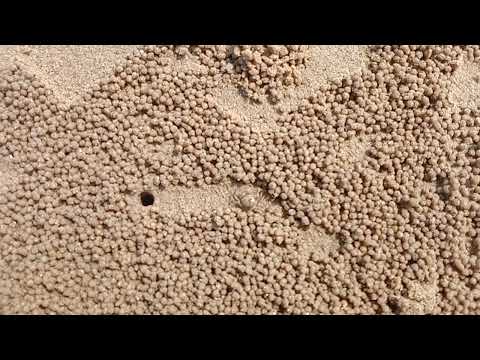 ♥️Nature🍋#nature #beach #ytvideos