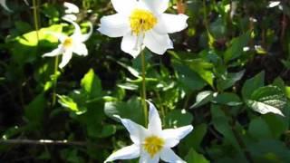 Grateful Dead - Sugar Magnolia (2-24-71)