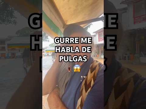 GURRE ME HABLA DE PULGAS 🪳Támesis, Antioquia, Colombia 🇨🇴