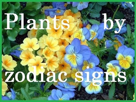 What indoor flowers match the ZODIAC? / Flower Gallery