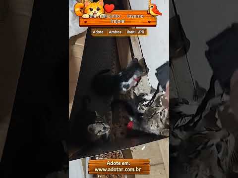 Vídeo de uili, uilizinho, issamo, frajola 