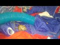 Gerbils Mating