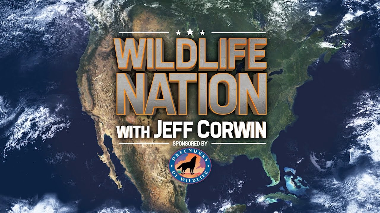 Wildlife Nation Sneak Preview