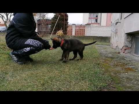 Ruby Rose Leryka - poslušnost 2/2020 (2 měsíce)