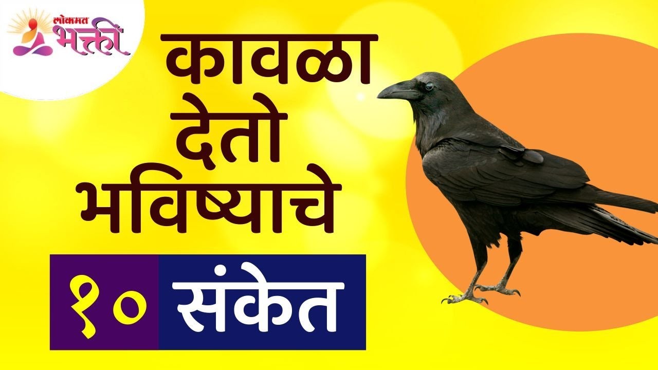 कावळा भविष्याचे १० संकेत कोणते देतो Crow gives these 10 signs about future | Crow Information