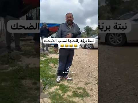 نبتة برية رائحتها تسبب الضحك #في هذا اليوم#CapCut #fypシ゚ #اكسبلورexplore #ضحك #تحشيش #ترند #explore