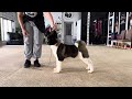 Promising Akita puppy Force Strider in Diversity during a handling lesson