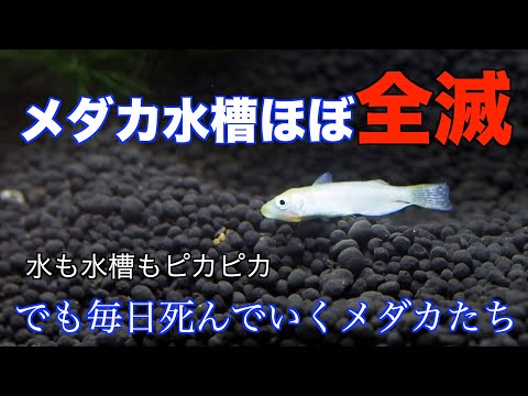 酸性水は稚魚を惑わす