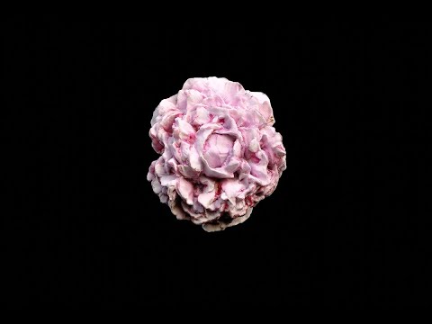 2025 SBIFF Trailer - I ACCIDENTALLY STEPPED ON A FLOWER (Aksidentalisht shkela një lule)