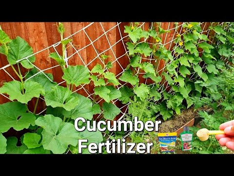 , title : 'cucumber fertilizer | fertilizer for cucumber plants | how to fertilize/feed & water cucumber plants'