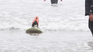 Top surfing dogs make a stop in Pismo Beach