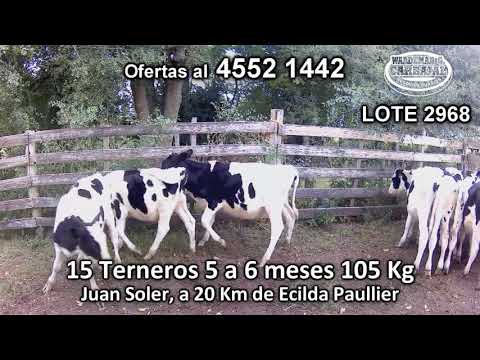 Lote 15 Terneros 15 HO 105 Kgkg -  en Sauce, a 3 Km de Ecilda, Ruta 1 Km 101