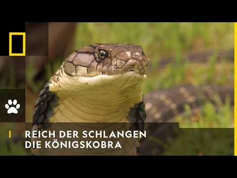 REICH DER SCHLANGEN - Die Königskobra | National Geographic