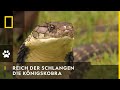 REICH DER SCHLANGEN Die Königskobra National Geographic